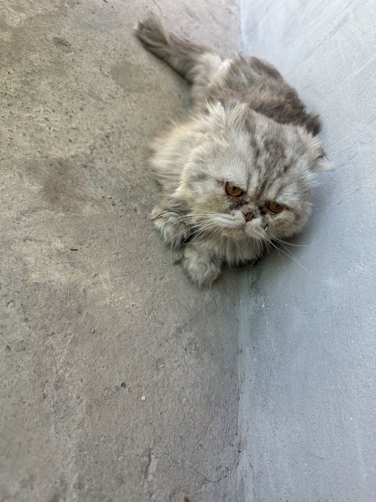 Mushuk sotiladi. Persian zotli mushuk