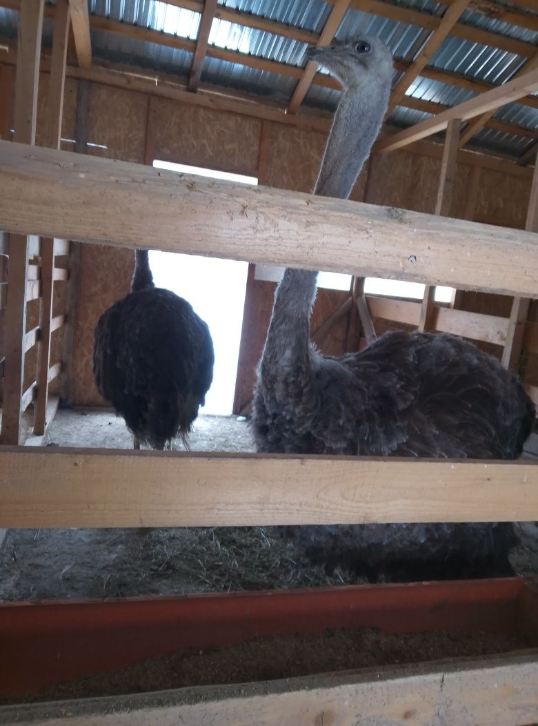 Vând familie de struți de 5 ani , bune ouătoare