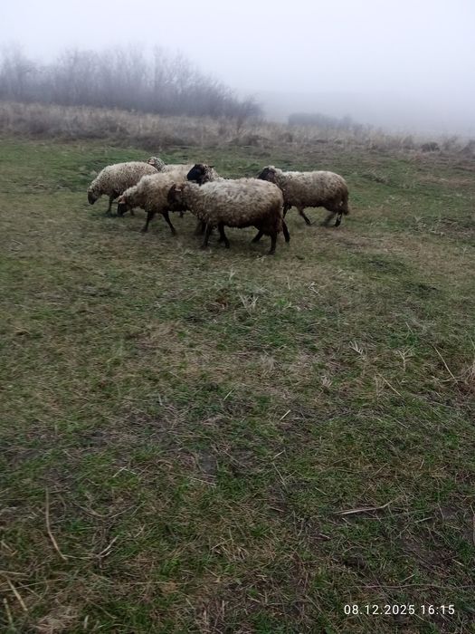 Vând șase cârlani