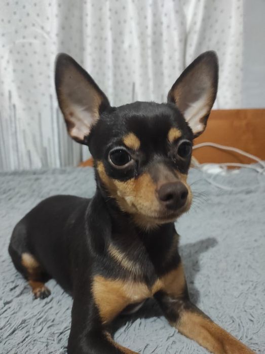 Вязка тойтерьер 5000