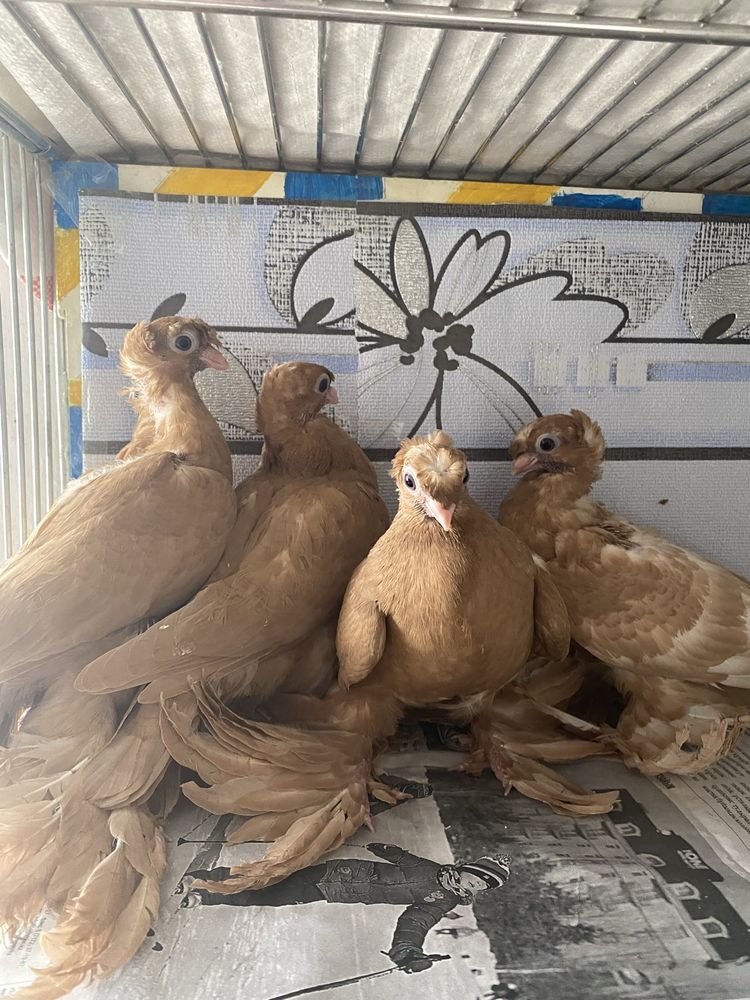 Летные голуби с начинающей игрой.