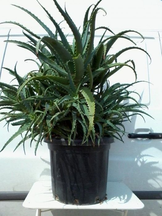 Огромные алоэ , многолетние, разные и цена разная