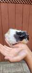 Porcusor de guinea