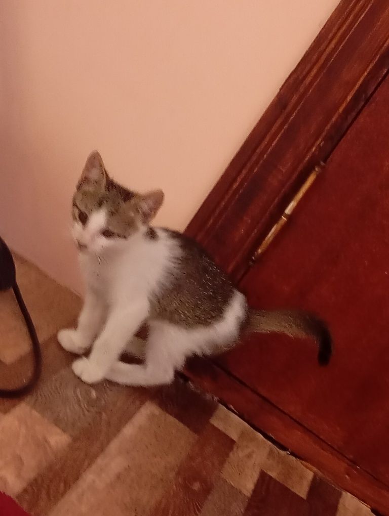 mushuk bolasi xadya qilaman