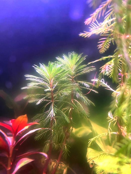 Rasteniyalar sotiladi