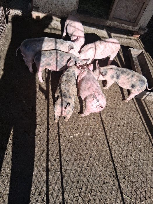 Cereale grâu porumb, floarea soarelui