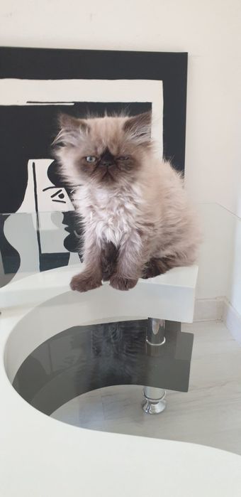 Персийски котенца