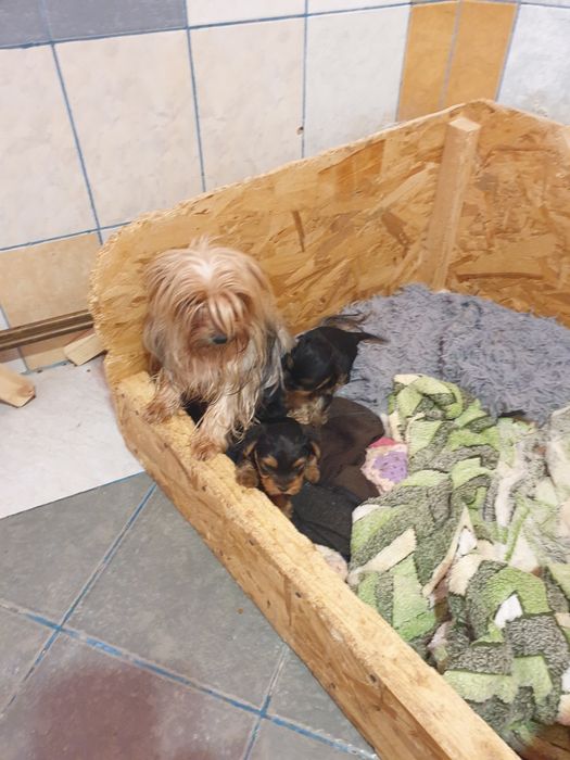 Adoptie Yorkshire terrier minitoy