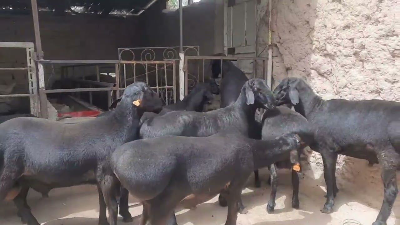 Qassob xizmati Toshkent buylab