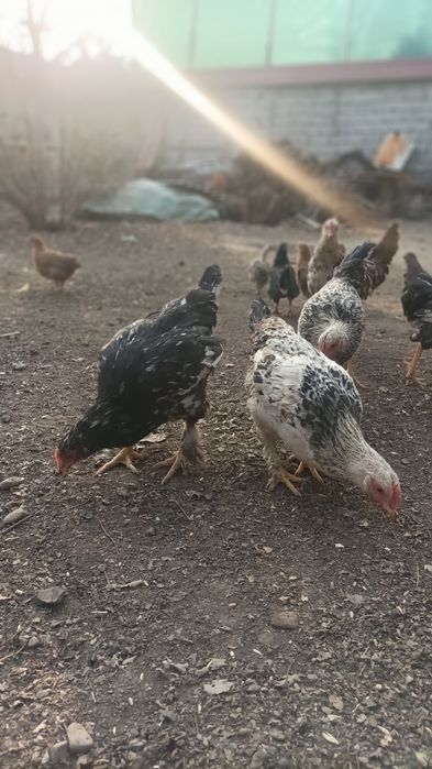 Продаю молодых здоровых кур. Возраст 3 месяца.
