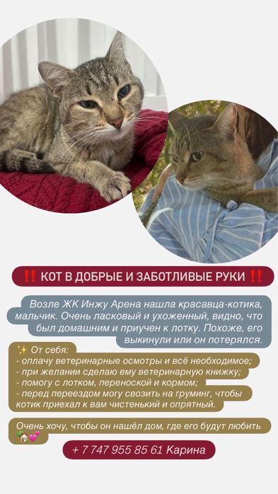 Кот потеряшка ищет дом