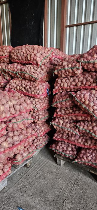 Cartofi consum / cartofi samanta / cartofi animale