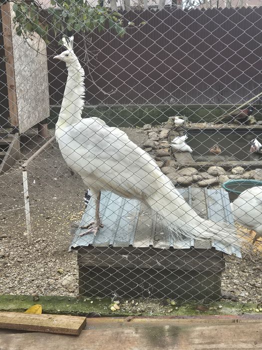 Vand paun alb opal 3