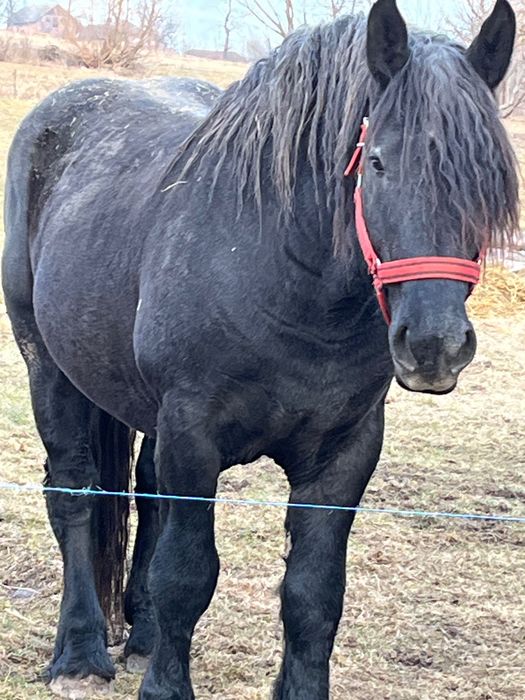 Vand manz Percheron ,3 ani,acte de Franta