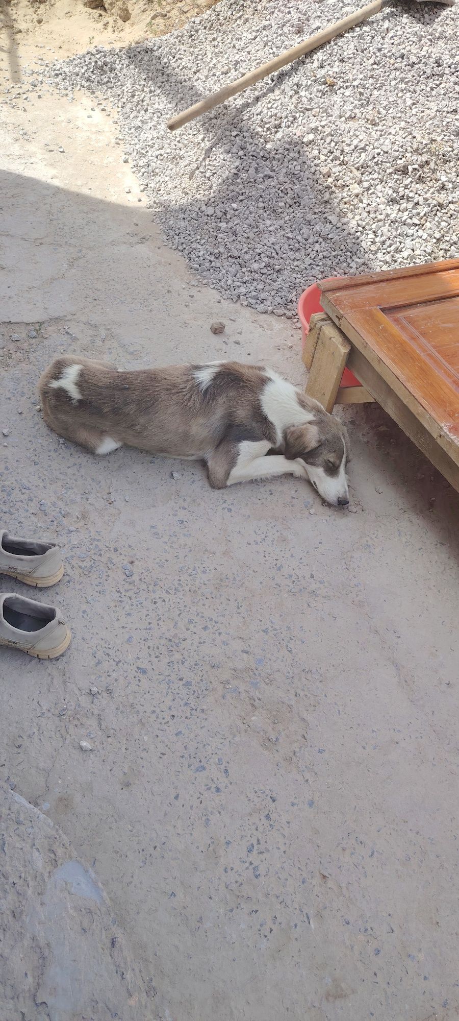 Тазы ит аншылык смешанный