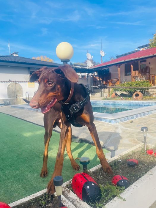 Доберман на 6 месеца