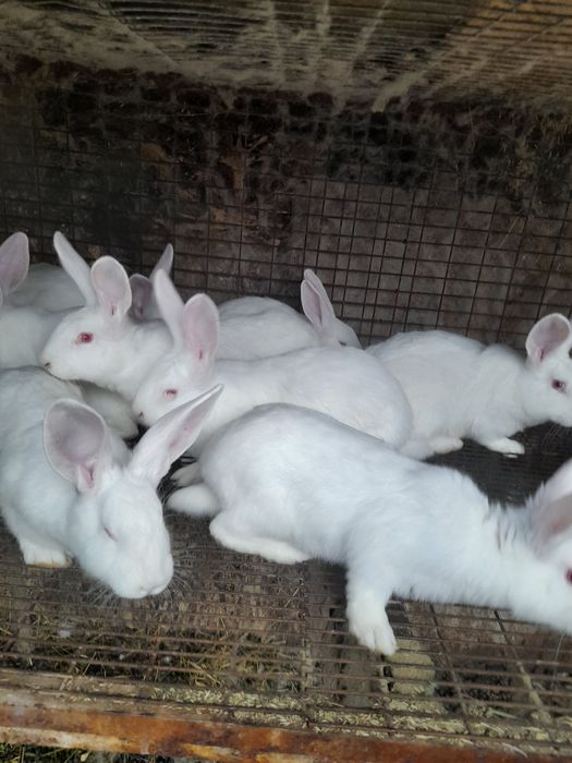 Iepuri hjcole tineret