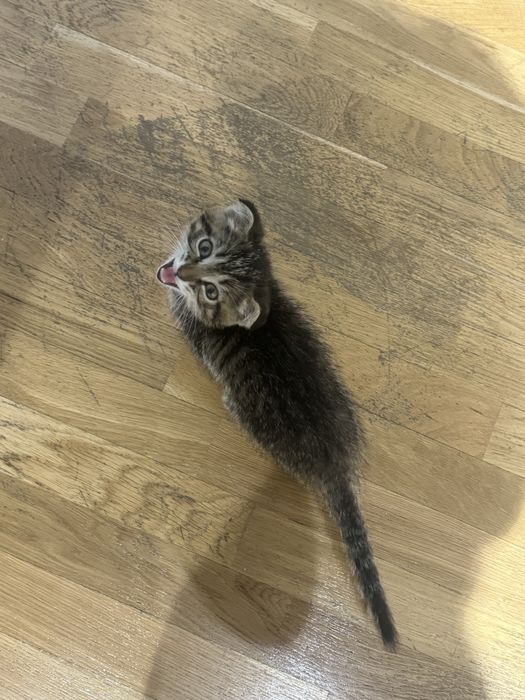 Котенок(девочка) полупородистая