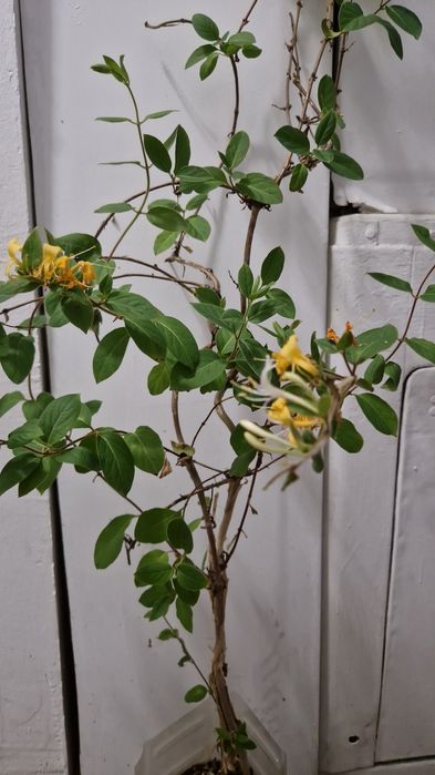 Plante pentru grădină