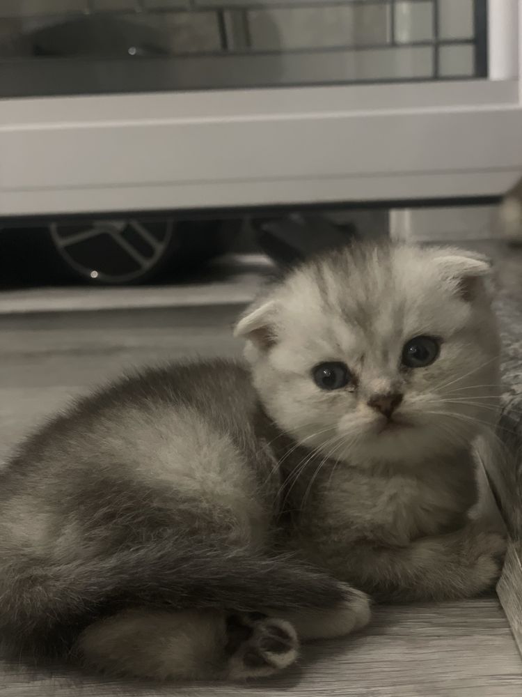(otas british shorthair) (onas scotish fold)