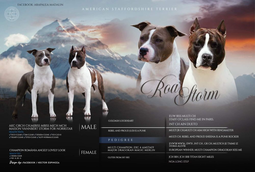 American Staffordshire Terrier