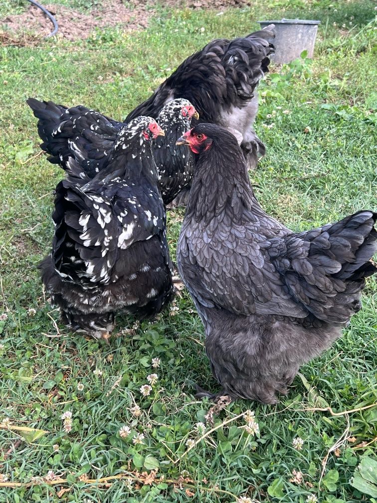 Brahma, FAMILI !