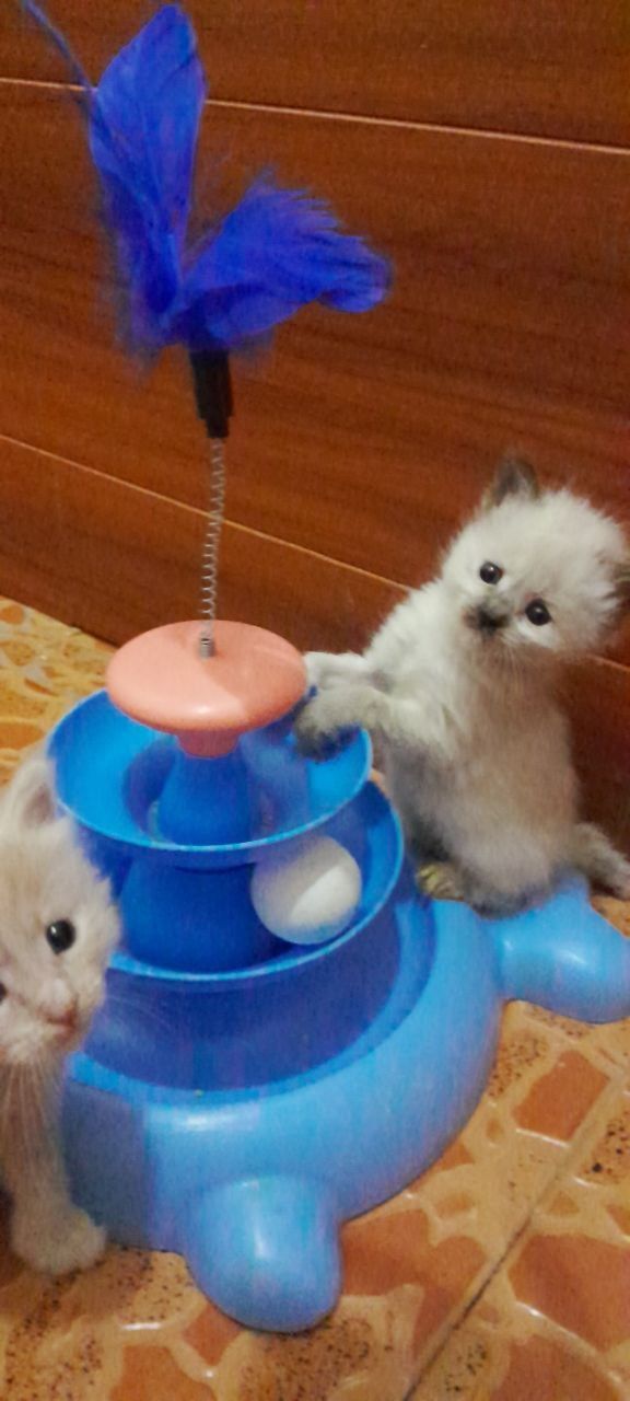 Котята здоровые чистые