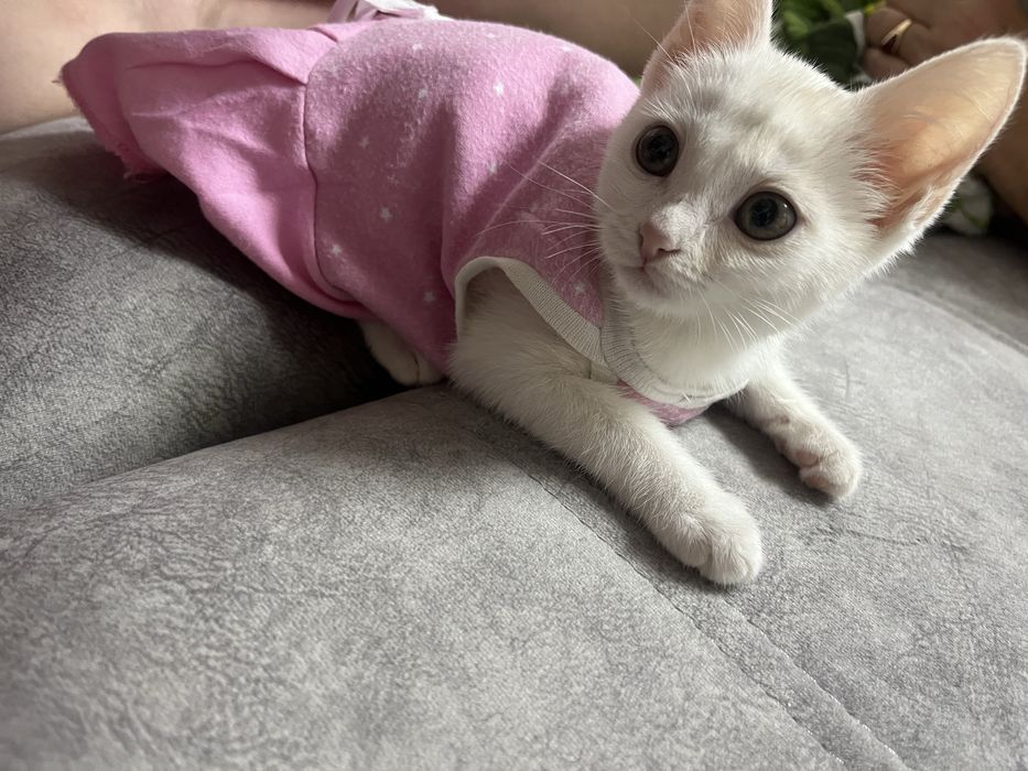 Отдам котенка (кошечка)