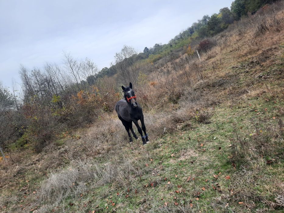 Vând cârlan de 1 an și 3 luni