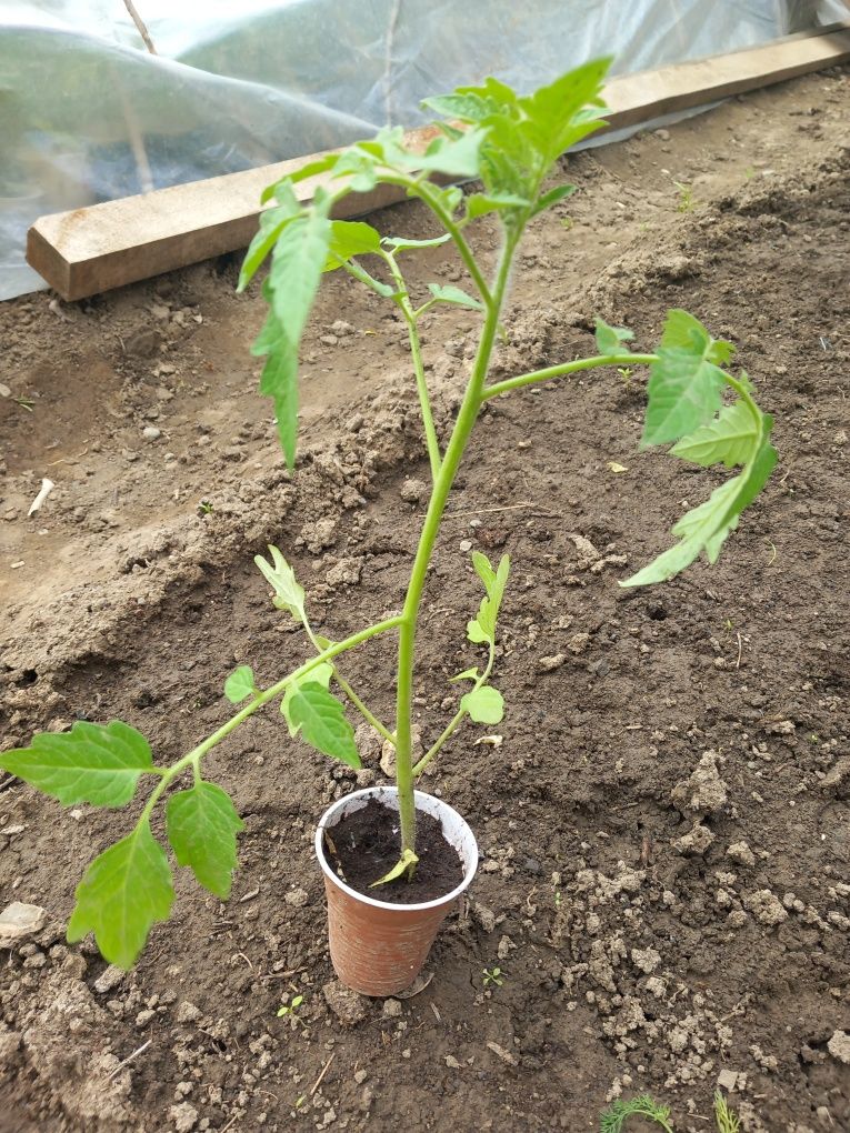 Răsad tomate de vanzare