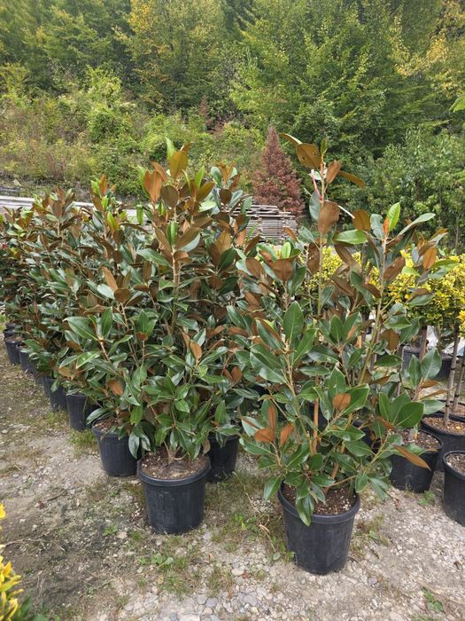 Vand plante ornamentale