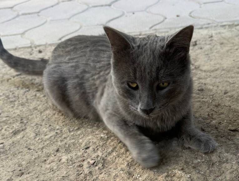 Пристраивается кот с особенностью