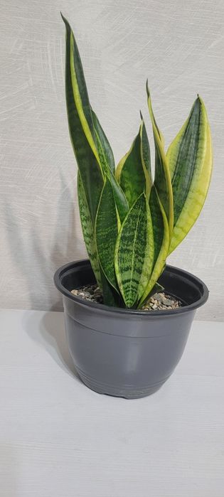 Продам комнатный цветок сансевьера