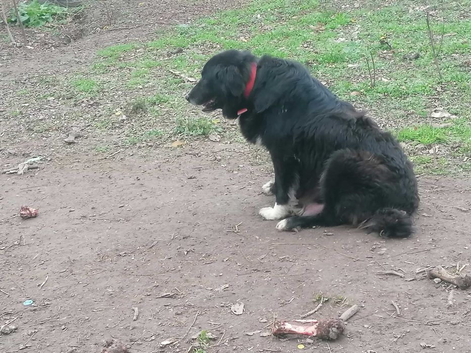 Кученца порода Българско овчарско куче - Каракачанки 130 лв.