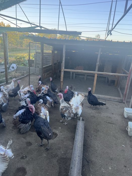 Продавам домашни пуйки