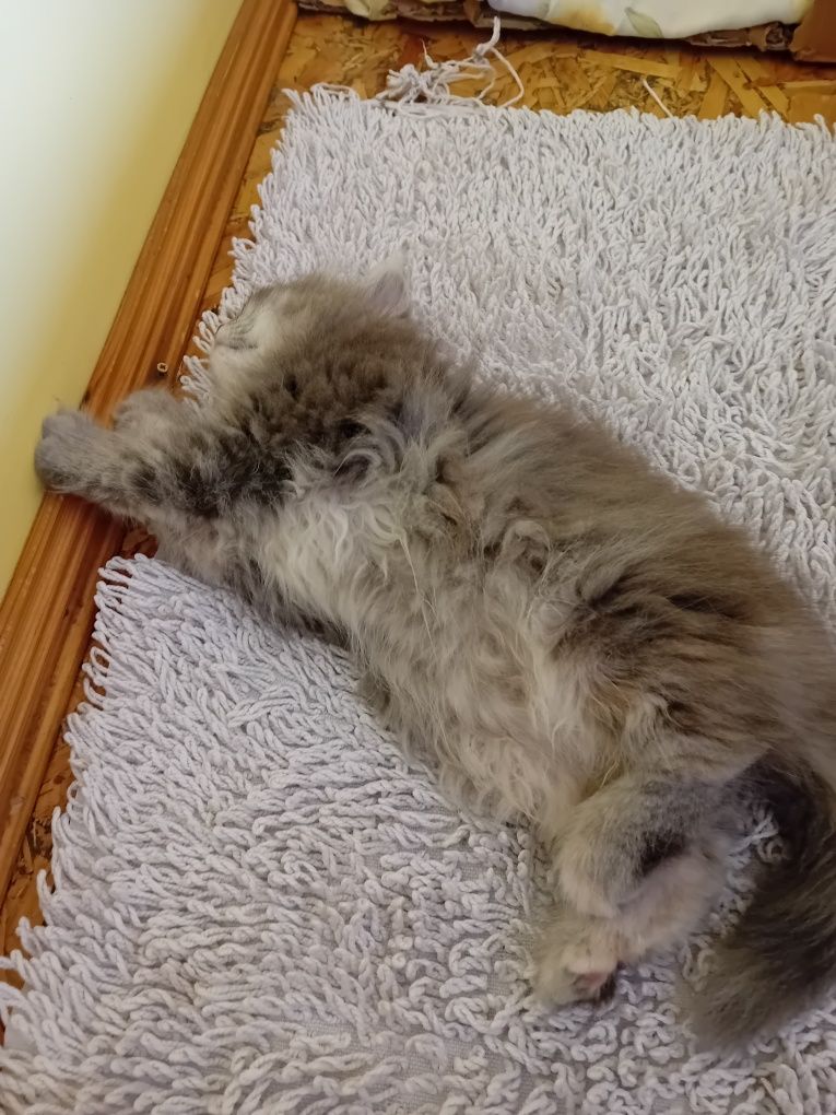 Персийски котки  на два месеца