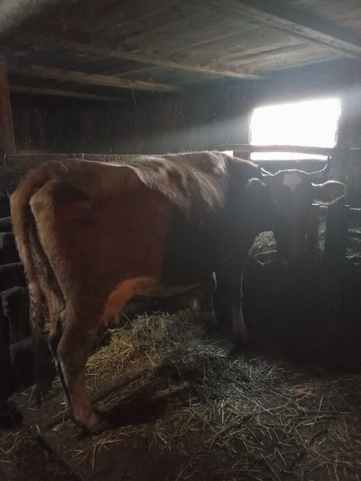 Продам корову срочно.