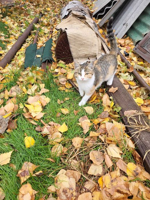 Четыре котенка,три брата и девчонка