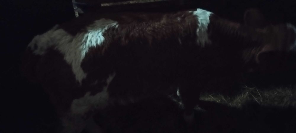 Теле сюкалче месодаен сементал