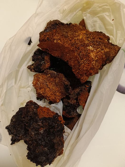 Vând ciuperci medicinale Ganoderma lucidum