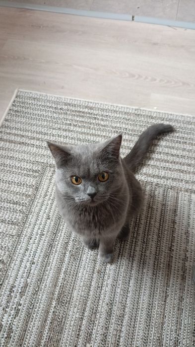 Отдам кота в хорошие руки. Породистый.