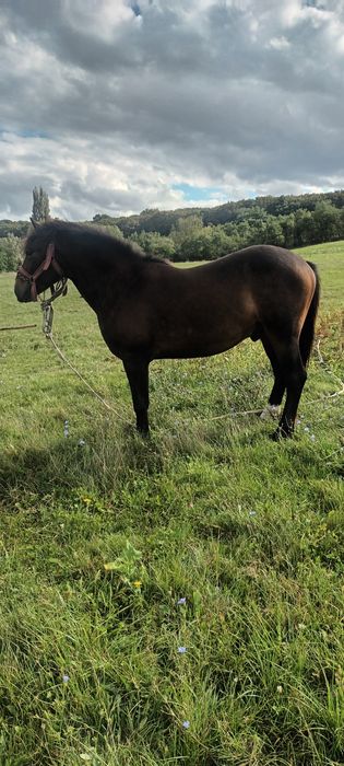 Vand sau schimb cu vitei