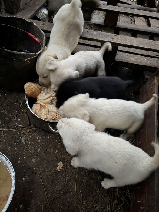 Donez catei talie mare