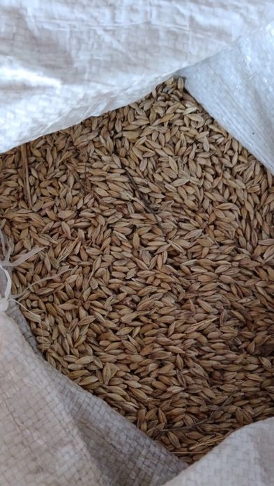 Продам Ячмень 2025 года