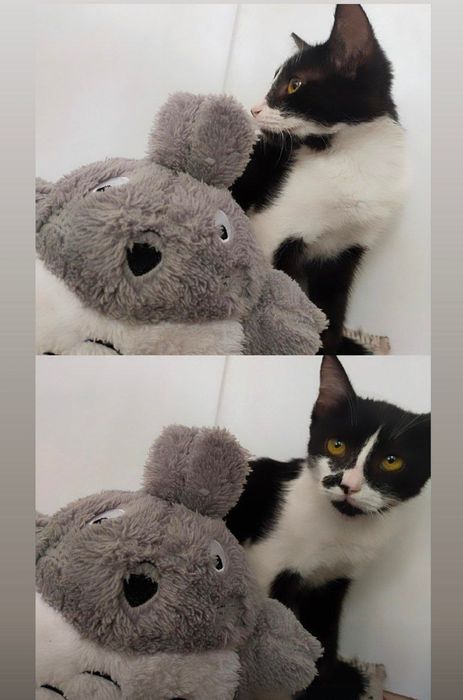 Котенок/ mushukcha
