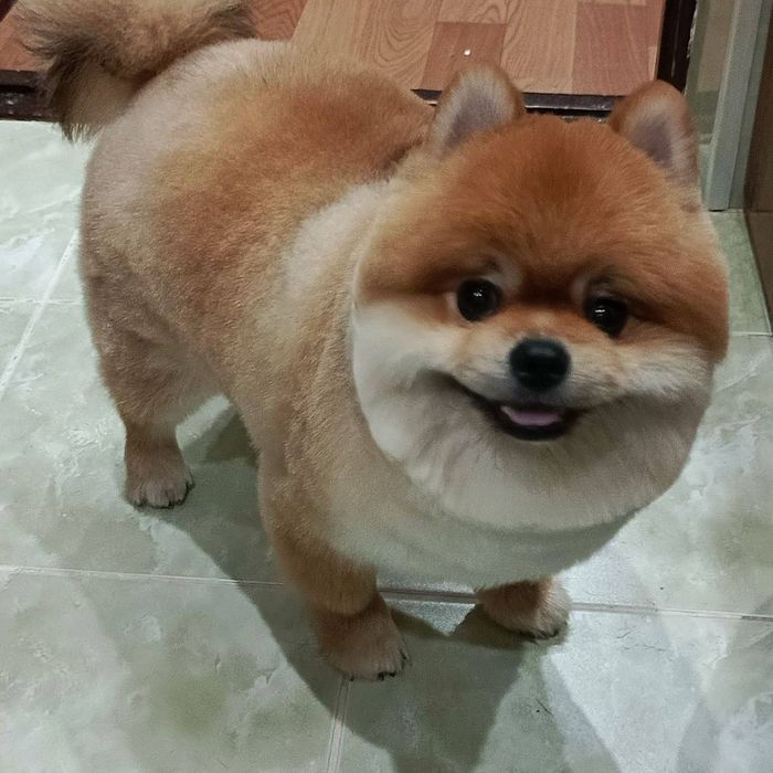 Стрижка мелких пород собак,грумер на дому