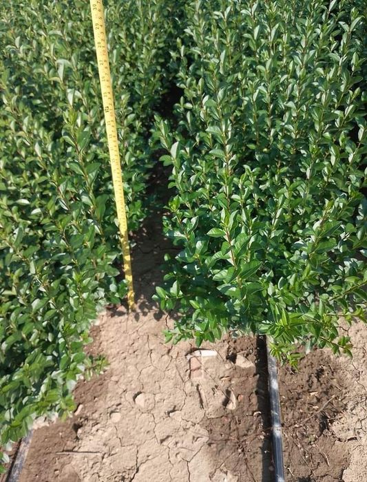 Лигуструм, зелен