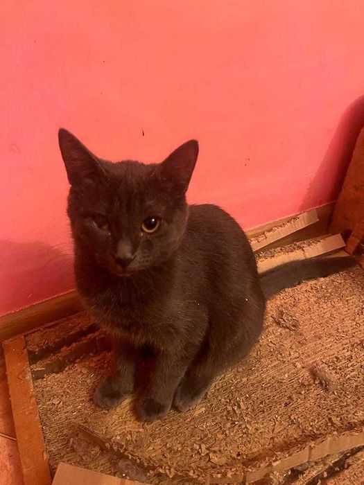 Отдам кота в добрые руки