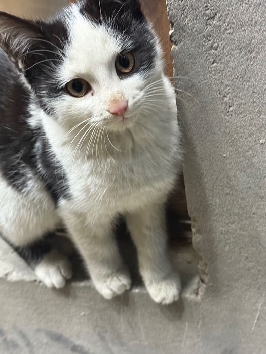 Котята 3,5 месяца