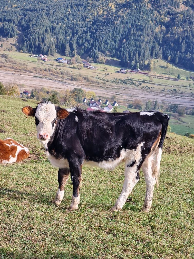 Vând viței și vițele